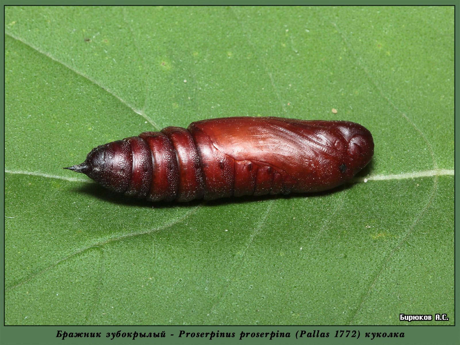 Proserpinus proserpina - Бражник Прозерпина