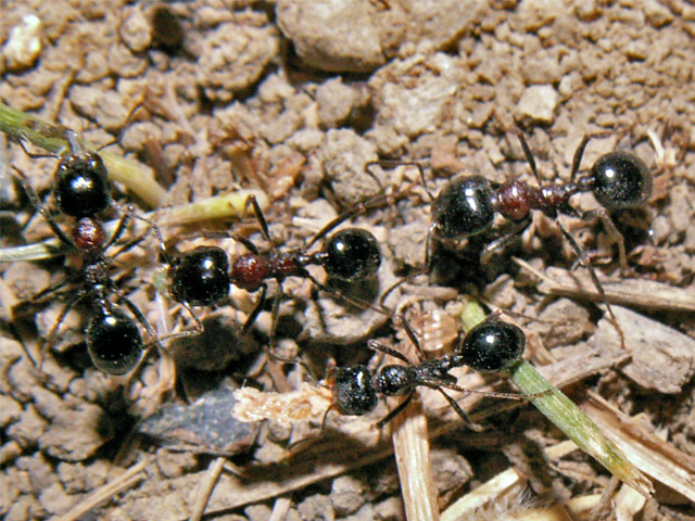 Маленькие труженники (Степные муравьи-жнецы)