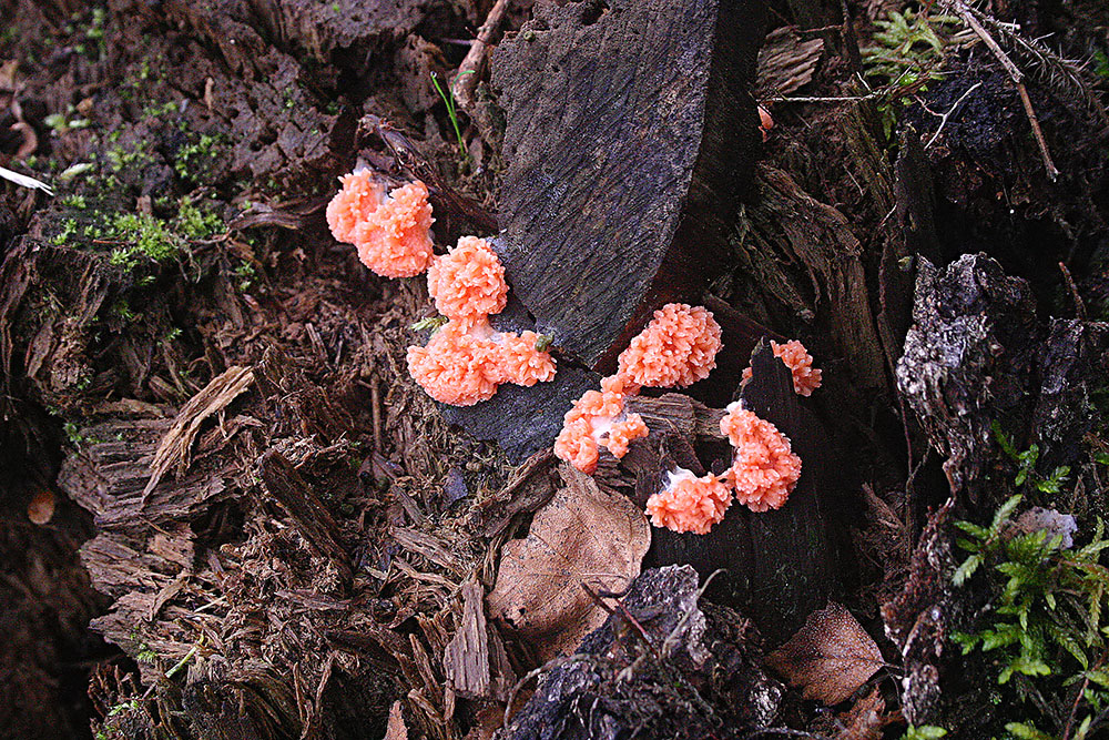 Tubifera ferruginosa subsp. acutissima