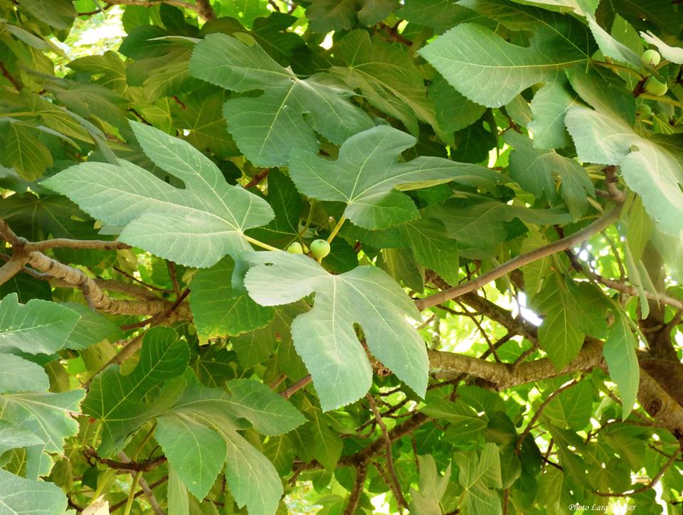Ficus carica - Инжир