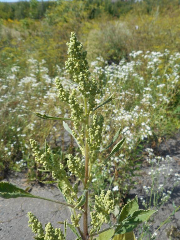 Cyclachaena xanthiifolia - Циклахена дурнишниколистная
