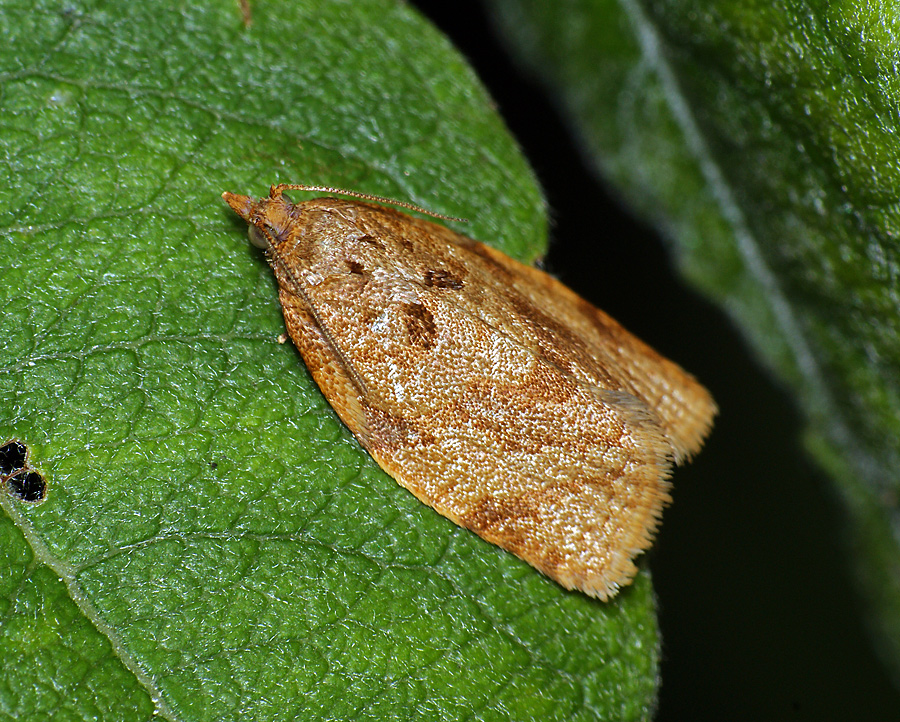 Archips xylosteana