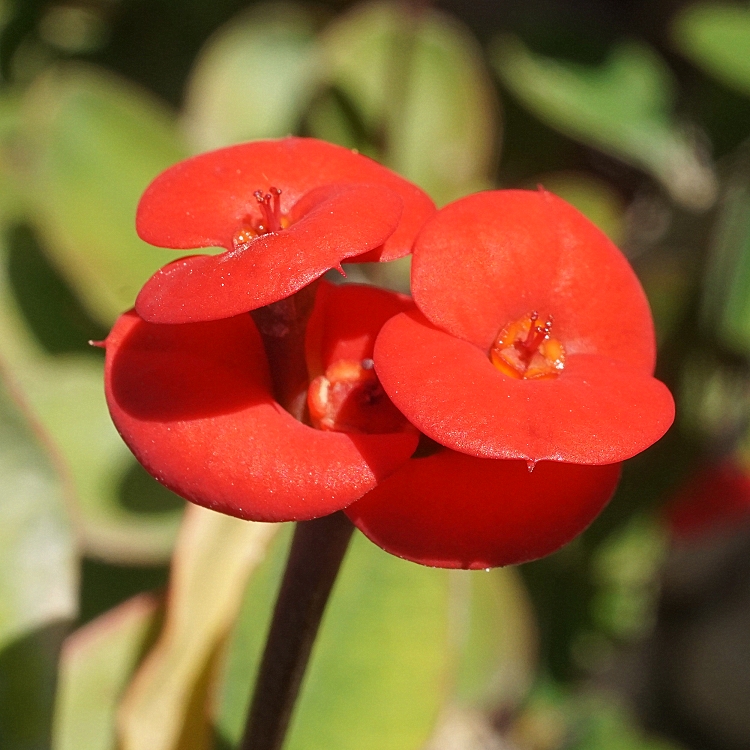 Euphorbia milii - Молочай Миля, или Молочай прекрасный