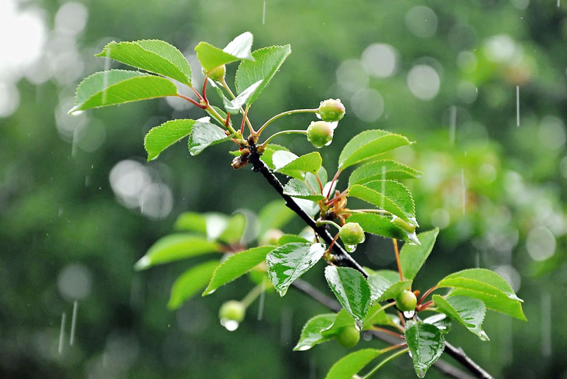 Prunus cerasus - Вишня обыкновенная