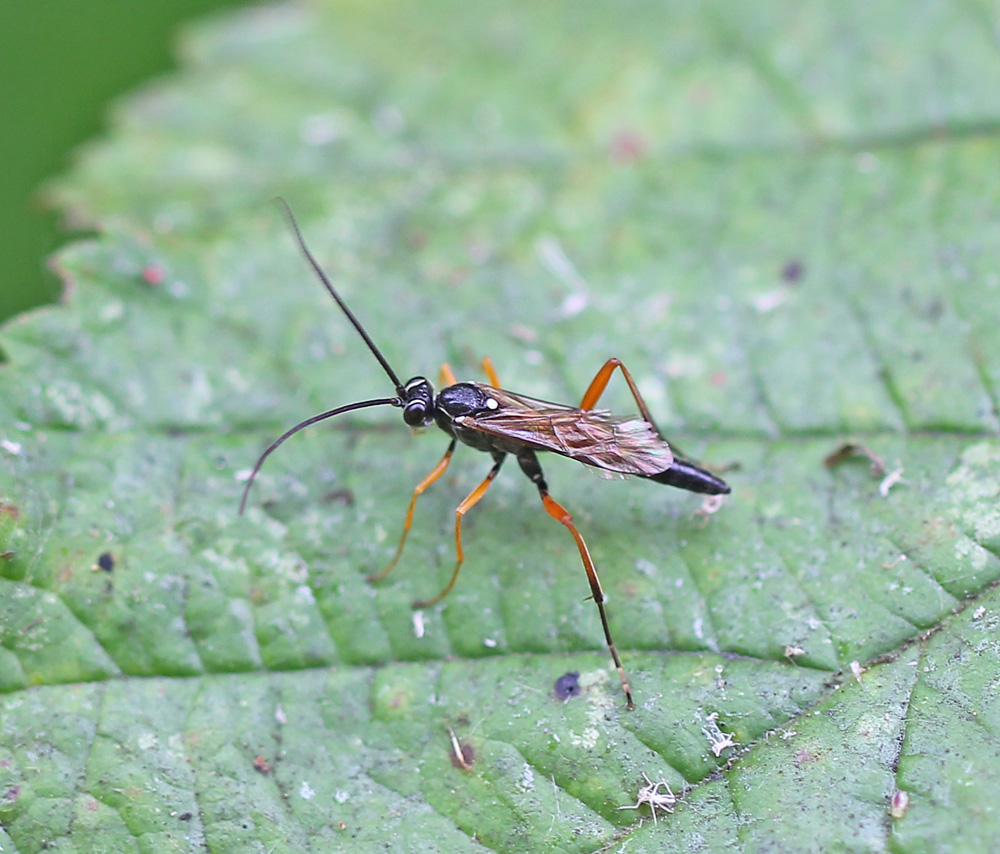 Ichneumonidae1351