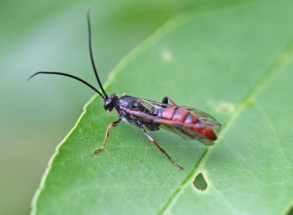 Как узнать что за насекомое по фото бесплатно онлайн