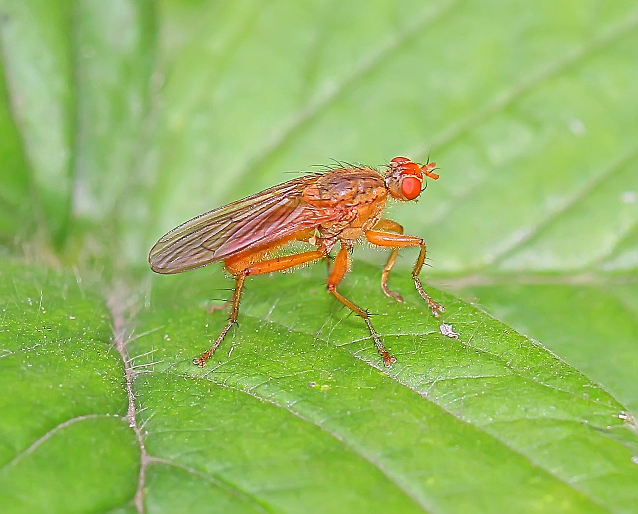 Оранжевое насекомое с крыльями