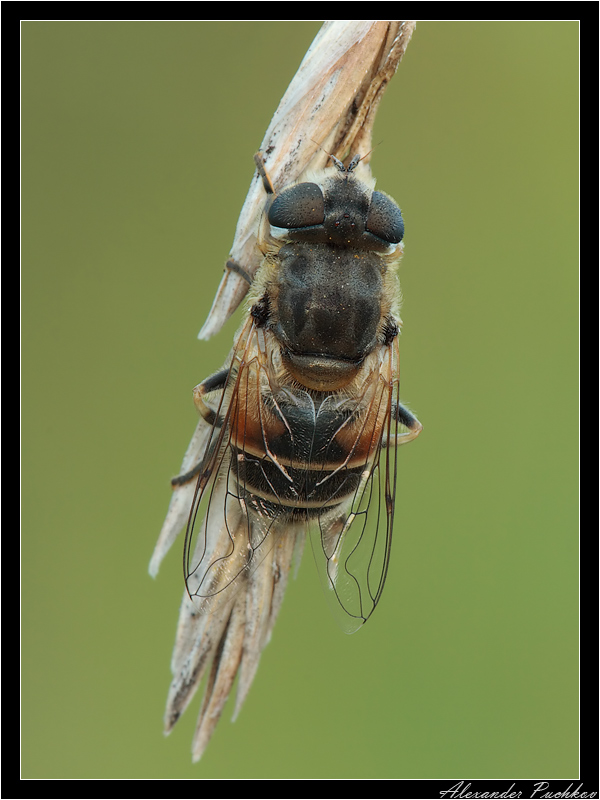Eristalis arbustorum - Пчеловидка лесная