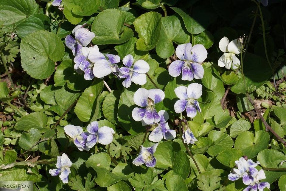 Viola sororia - Фиалка мотыльковая