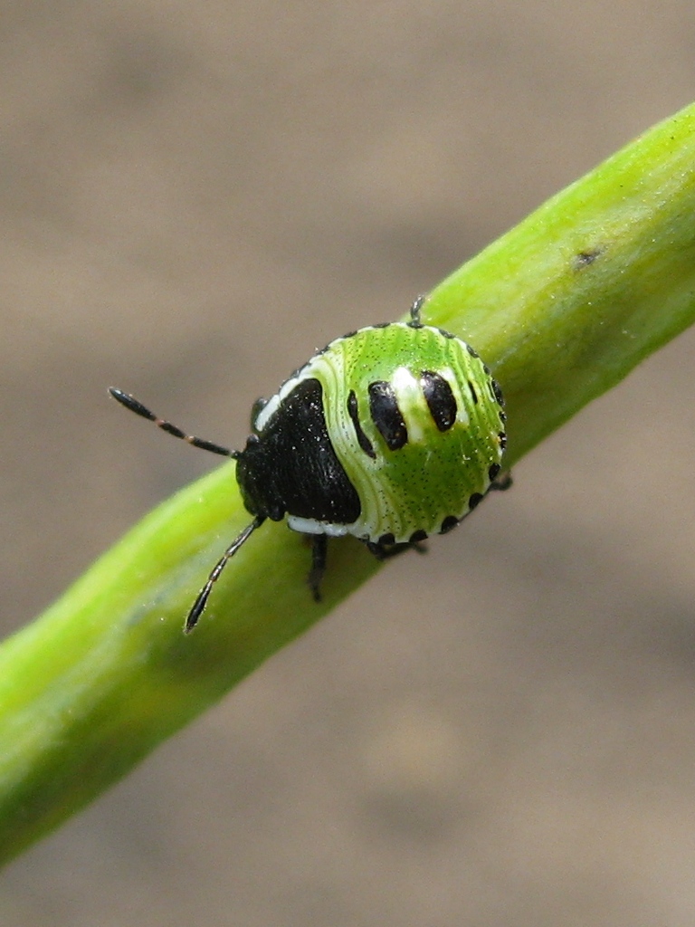 Palomena prasina - Щитник зеленый