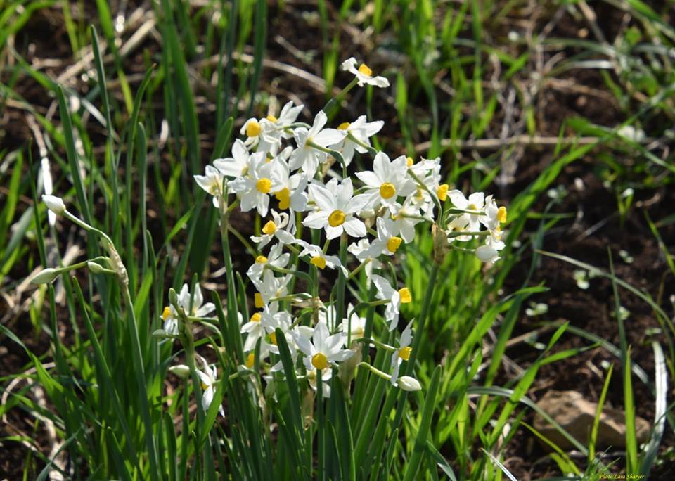 Narcissus tazetta - Нарцисс букетный, или тацетт