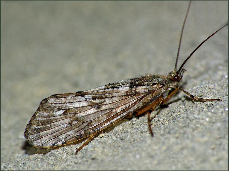 Ручейник (Trichoptera)