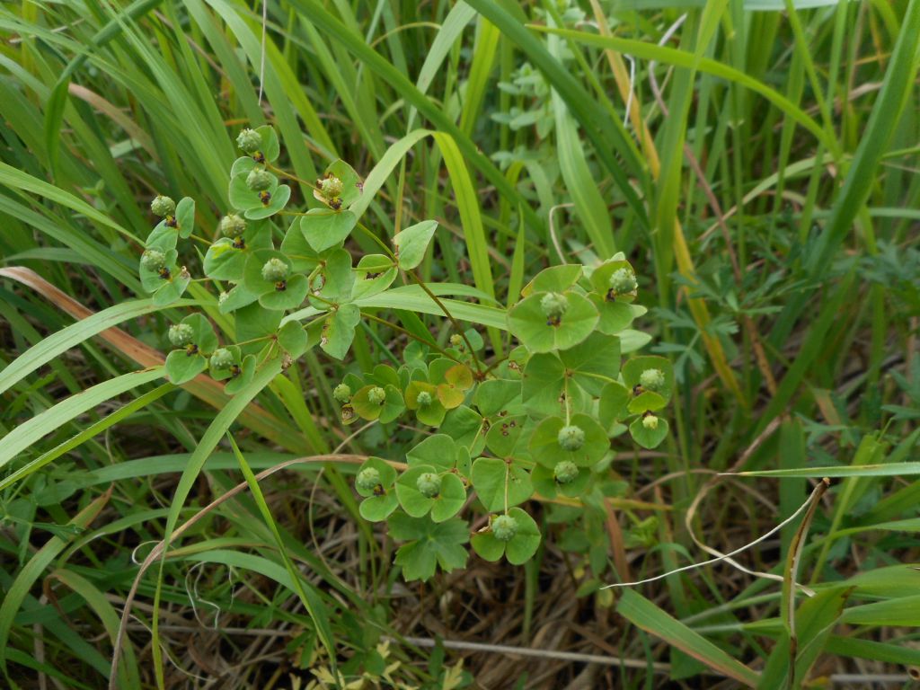 Euphorbia angulata