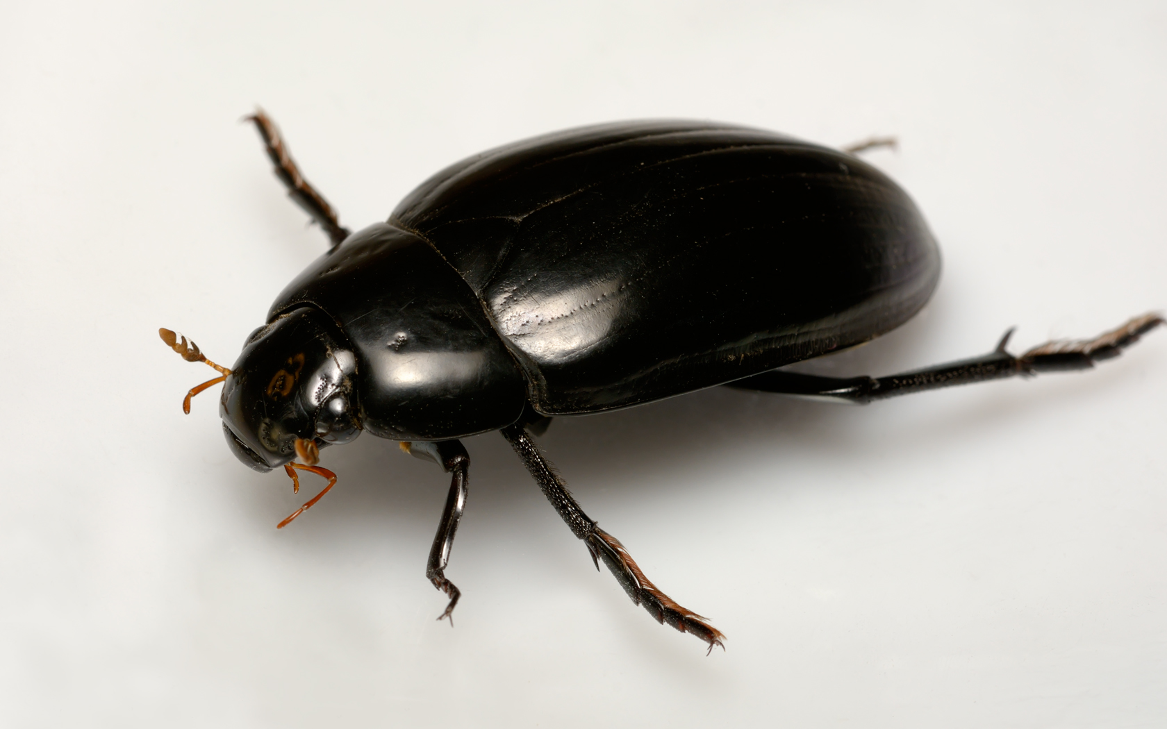 Снятся большие черные жуки