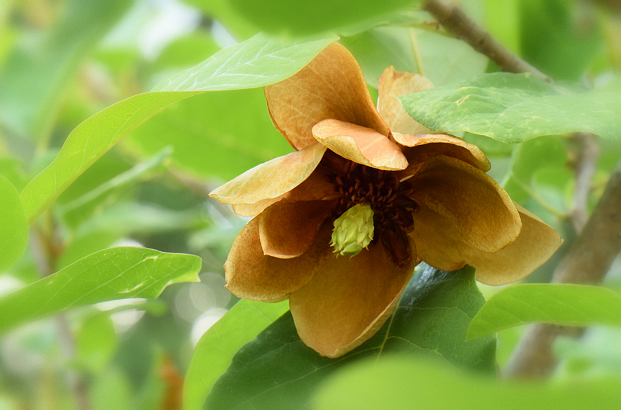 Magnolia sieboldii - Магнолия Зибольда