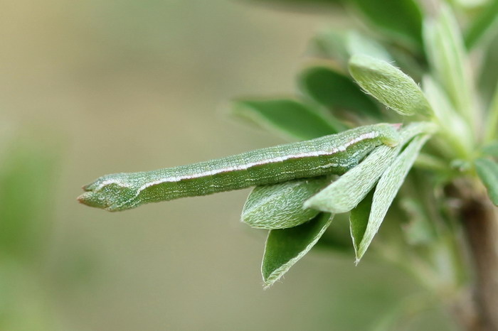 Pseudoterpna pruinata - Пяденица ракитниковая