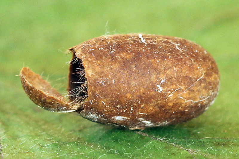 Eriogaster lanestris - Коконопряд пушистый
