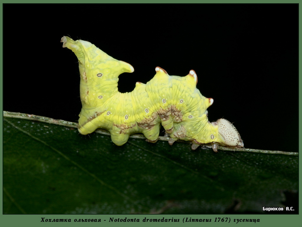 Notodonta dromedarius