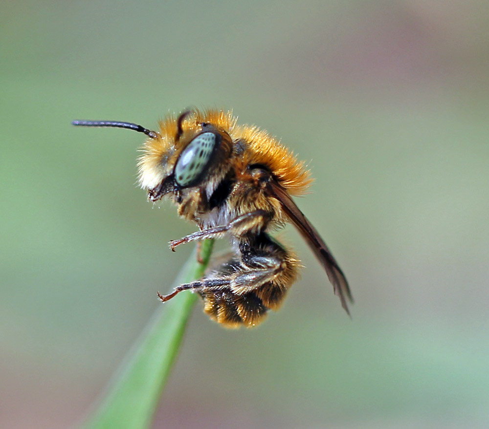 Пчелы осмии. Пчела осмия Руфа. Osmia caerulescens. Osmia Cornifrons. Осмия насекомое.