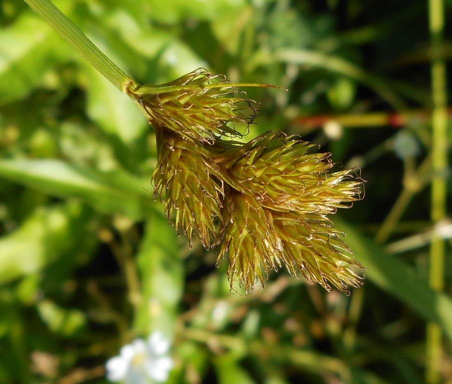 Carex leporina - Осока заячья
