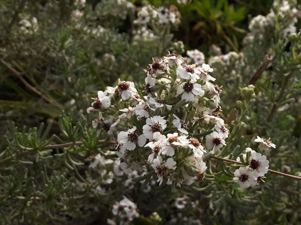 Leptospermum scoparium - Лептоспермум метловидный, Тонкосемянник метловидный