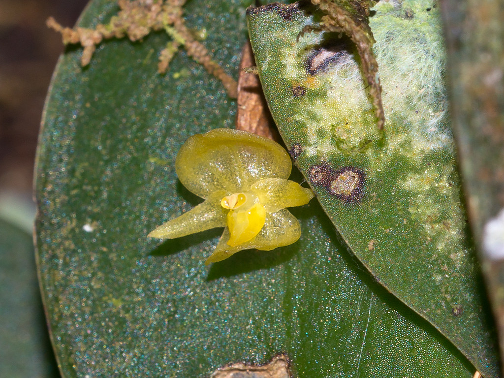 Pleurothallis sphaerantha