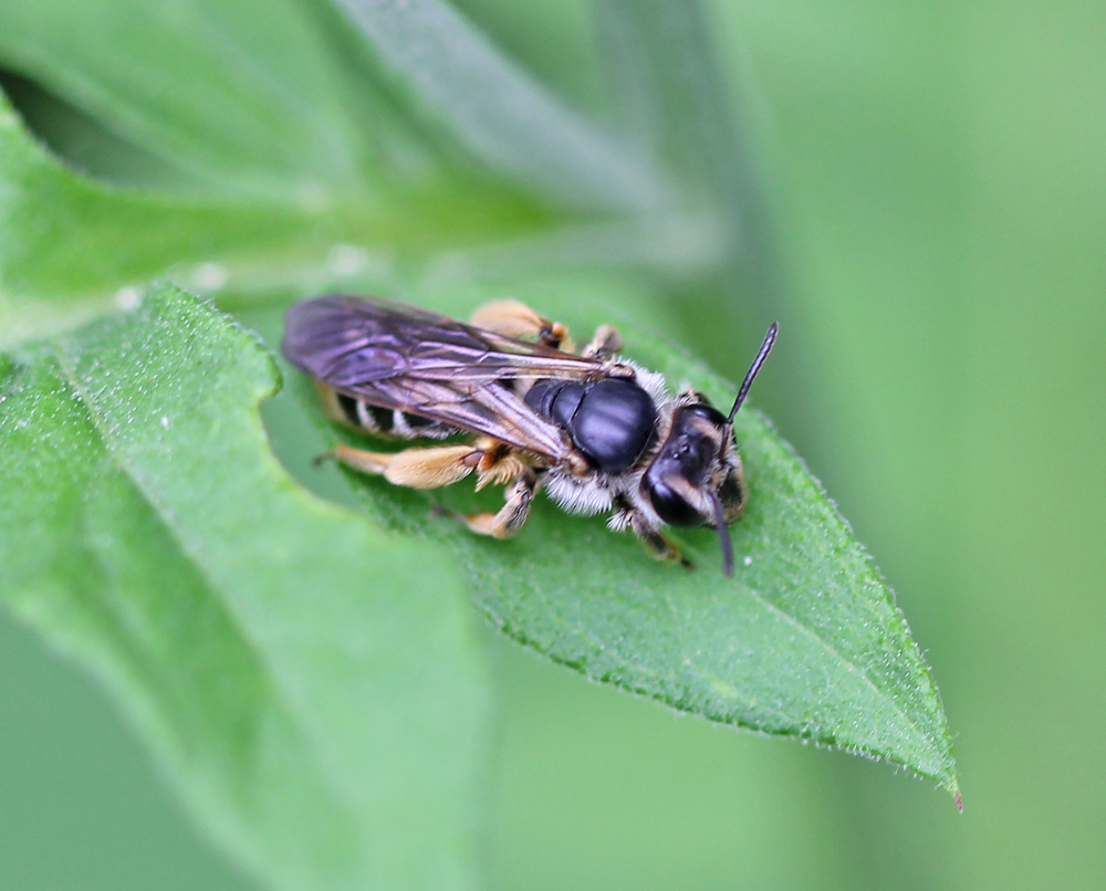 Andrena gravida