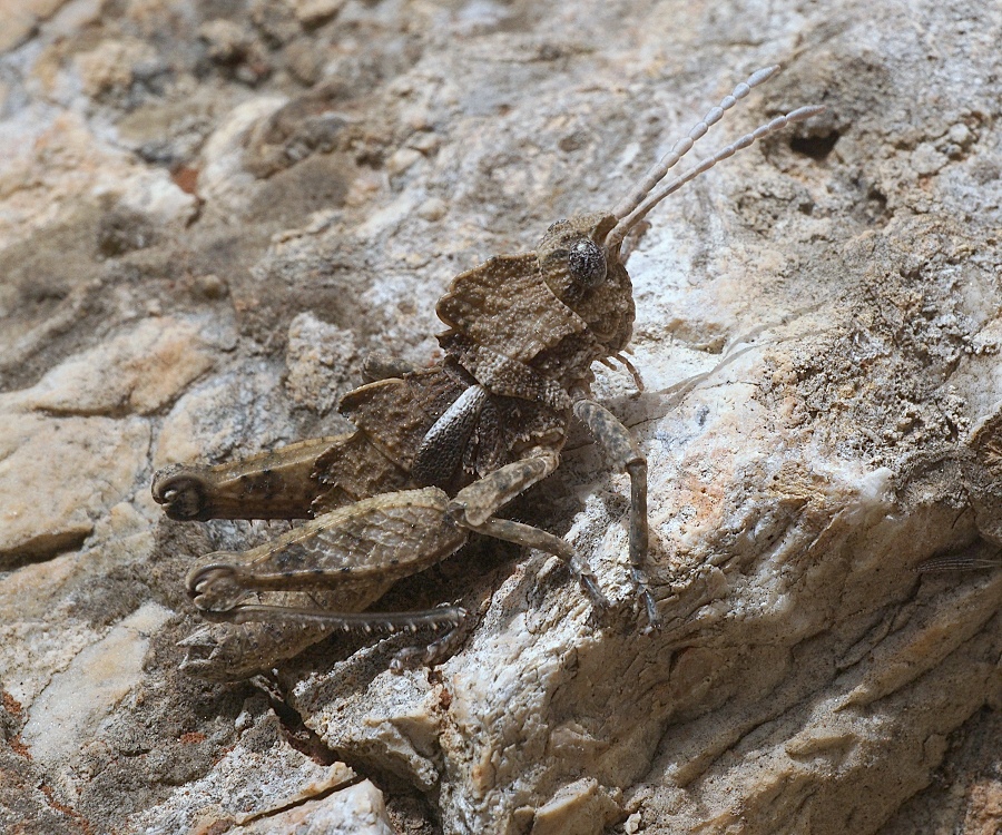 Prionosthenus galericulatus
