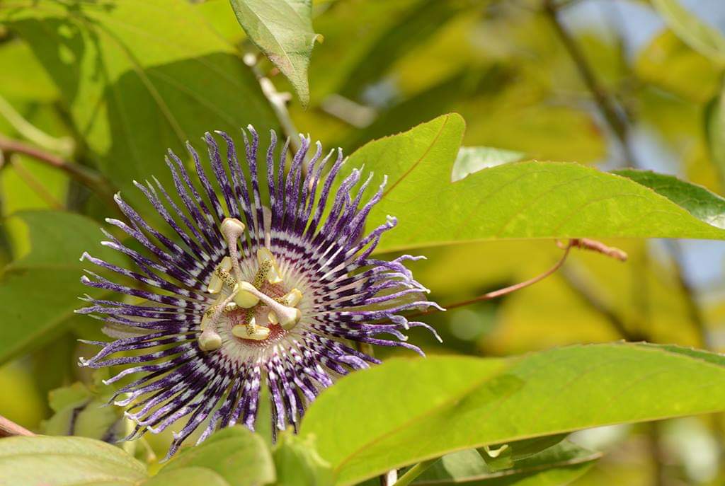 Passiflora × belotii