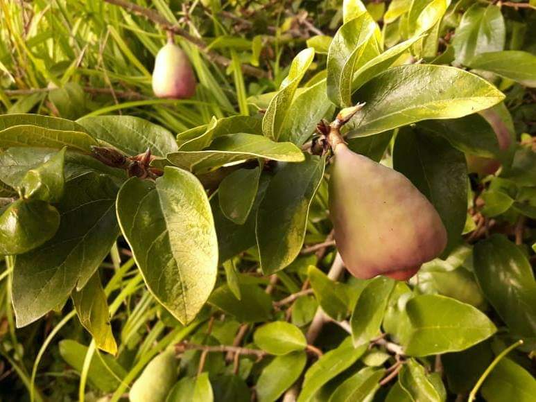 Ficus pumila - Фикус карликовый