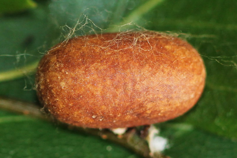 Eriogaster lanestris - Коконопряд пушистый
