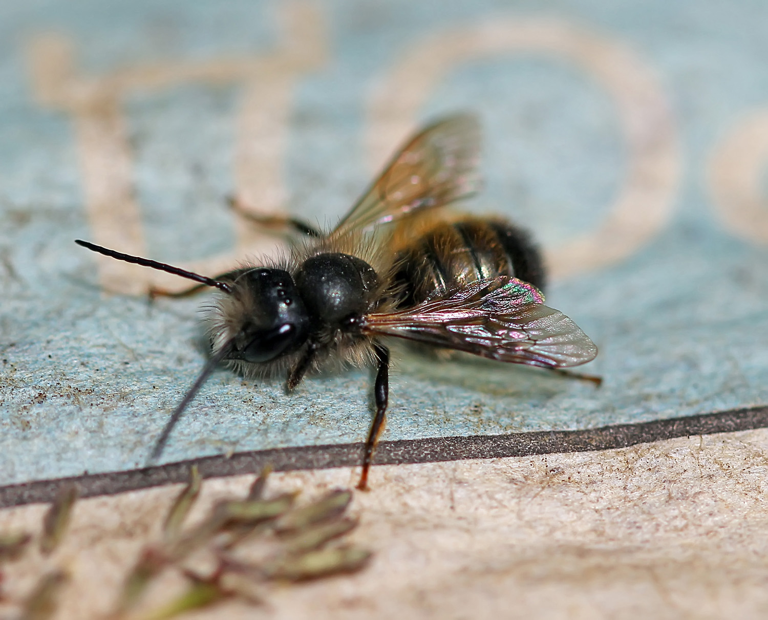 Пчелы осмии. Osmia bicornis. Пчела осмия Руфа. Osmia Rufa bicornis. Осмия рыжебрюхая.