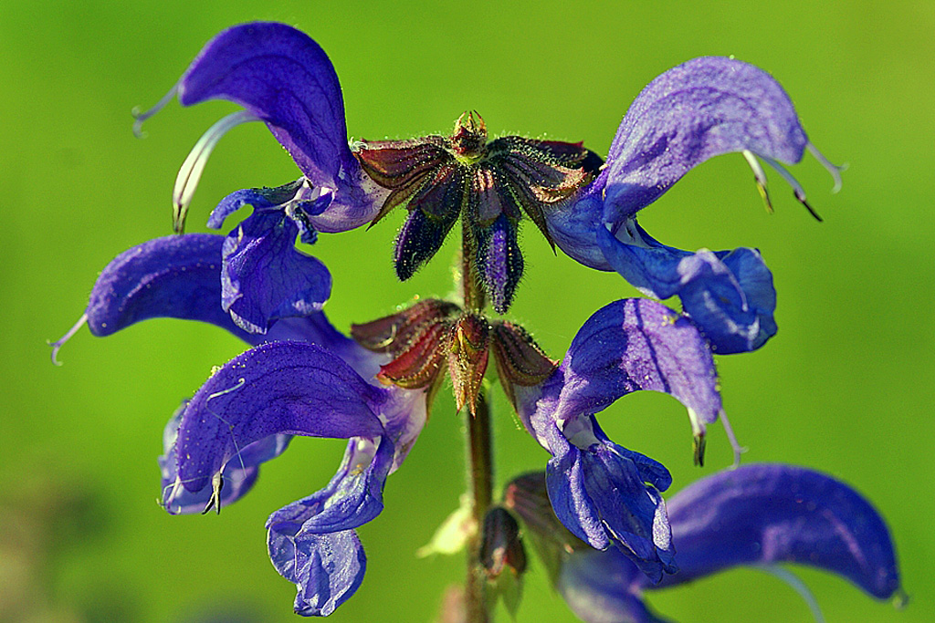 Salvia pratensis - Шалфей луговой