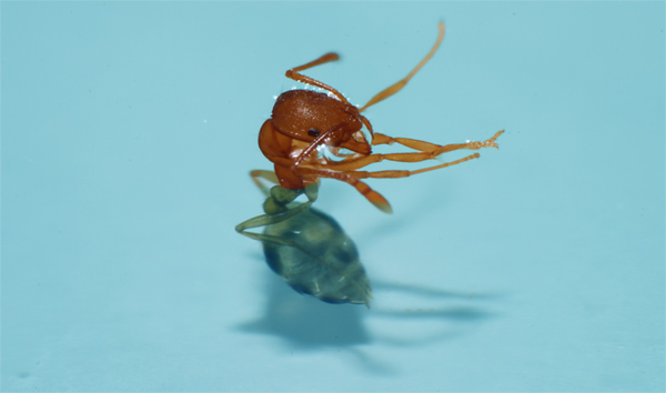 тонущий муравей