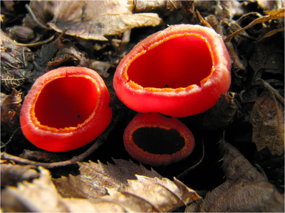 Sarcoscypha coccinea - Саркосцифа ярко-красная