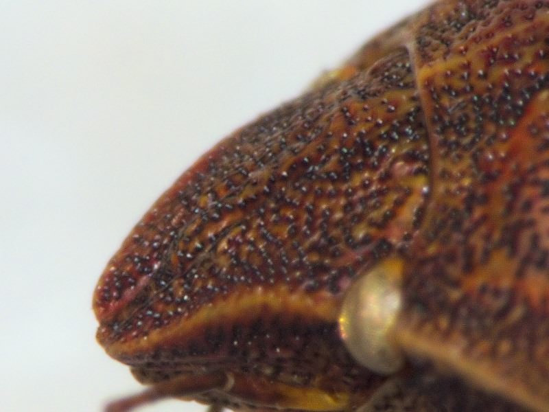 Eurygaster testudinaria - Вредная черепашка