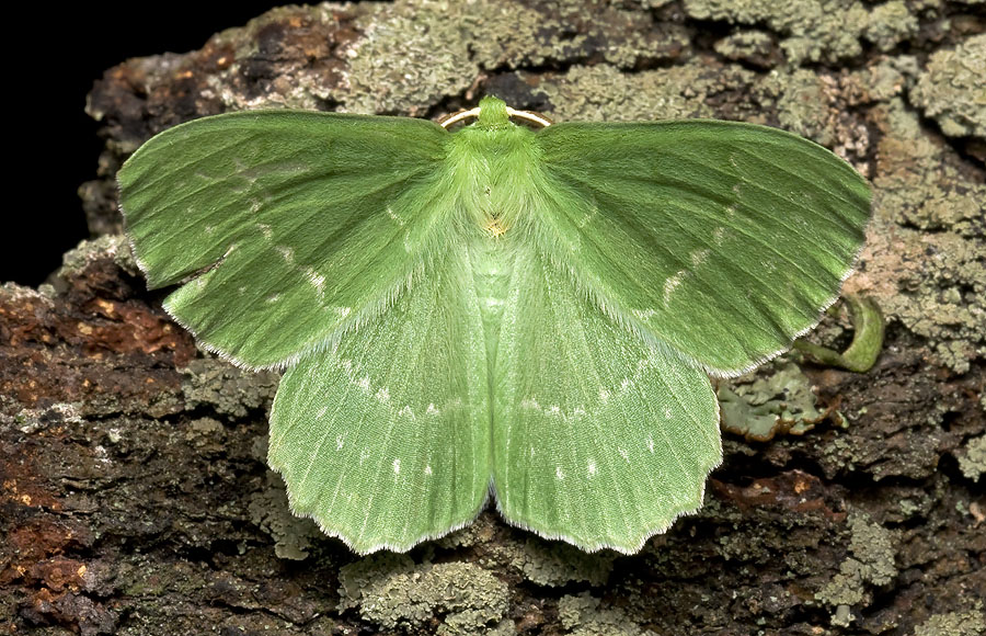 Geometra papilionaria - Пяденица большая зеленая
