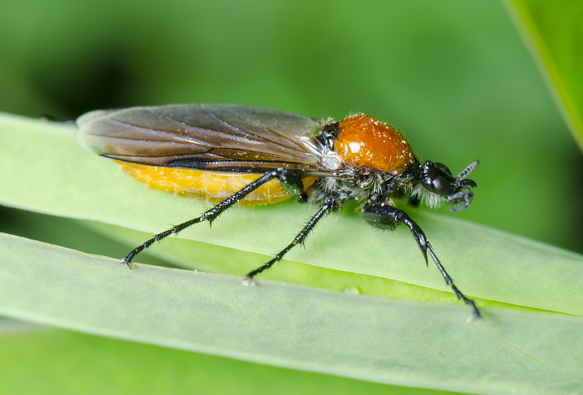 Весенняя муха. Bibio hortulanus. Жук толстоножка. Толстоножка Садовая. Комары-толстоножки (Bibionidae.