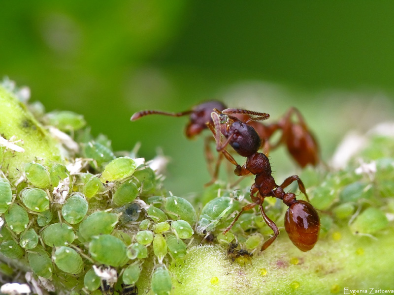 Тля рыжий муравей тип биотических отношений. Муравей и тля симбиоз. Перепончатокрылые муравьи. Тля для муравьев. Тля и рыжий муравей.