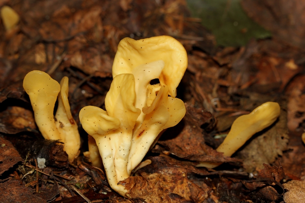 Spathularia flavida - Спатулярия желтоватая