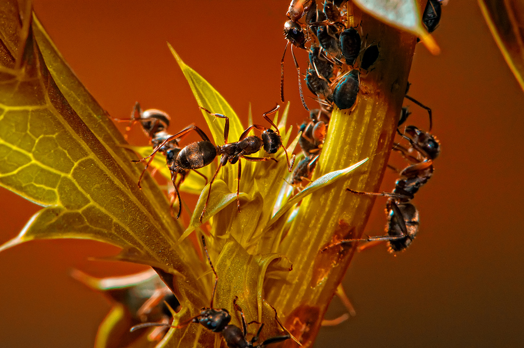 Миг из жизни муравьев