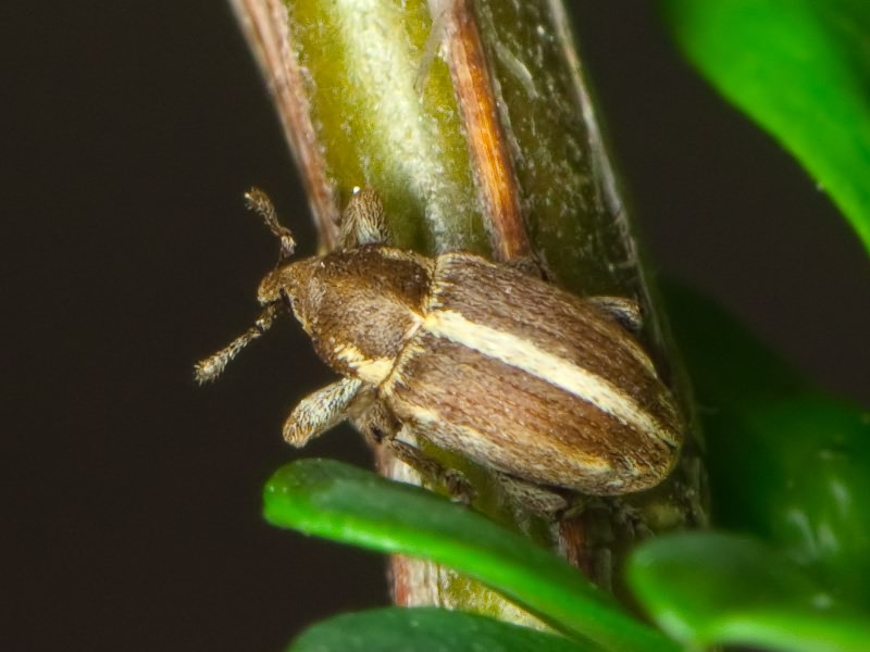 Tychius uralensis