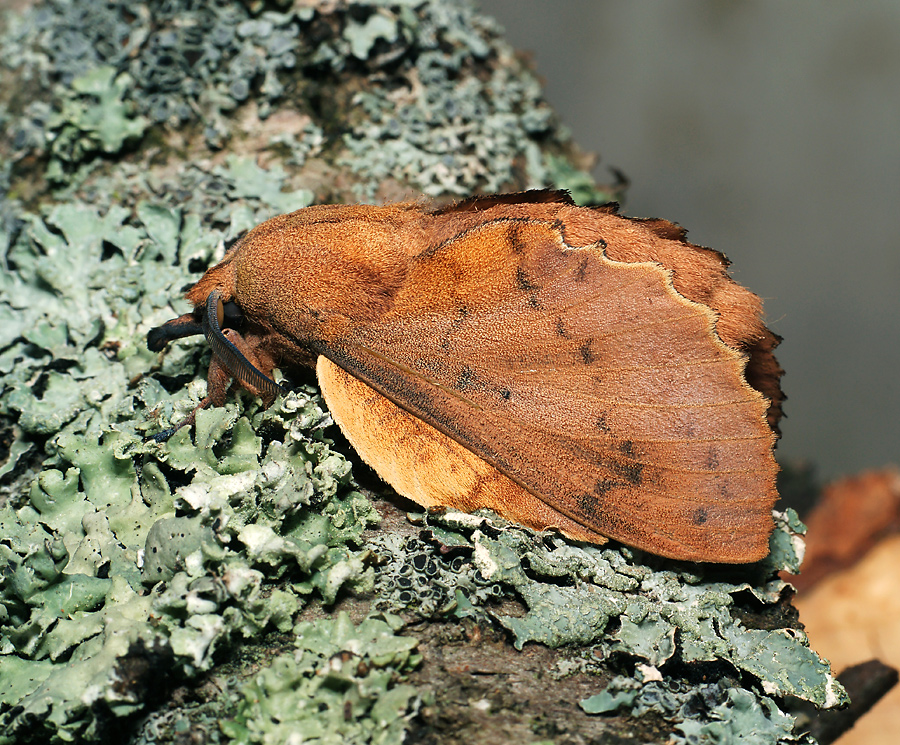 Gastropacha quercifolia - Коконопряд дуболистный