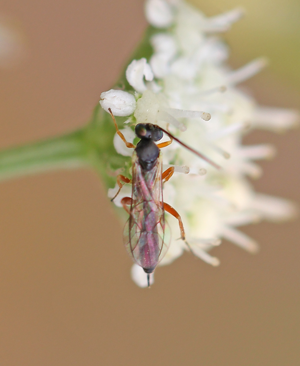 Ichneumonidae1711