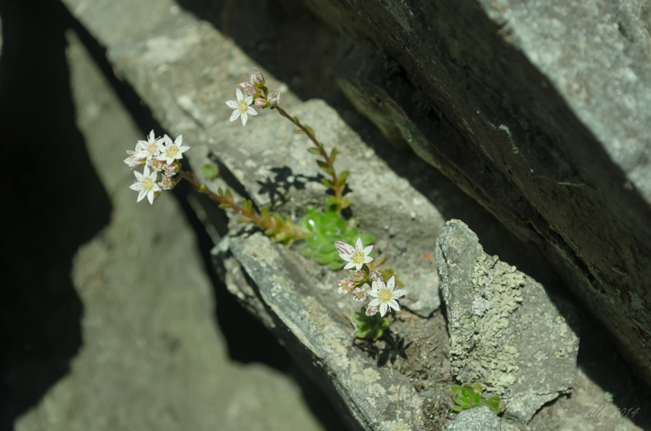 Rosularia alpestris - Розеточница альпийская