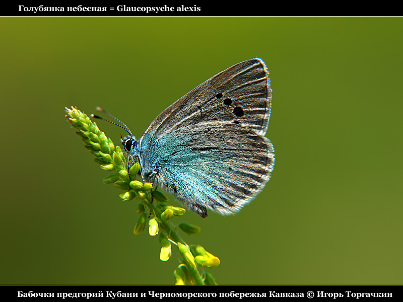 Glaucopsyche alexis - Голубянка Алексис (небесная)
