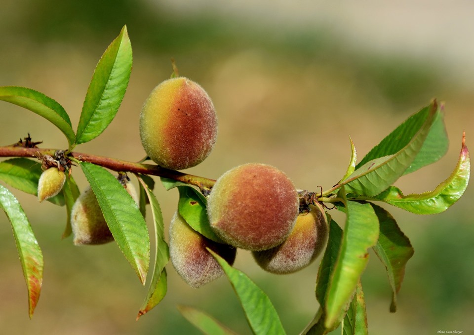 Prunus persica - Персик обыкновенный
