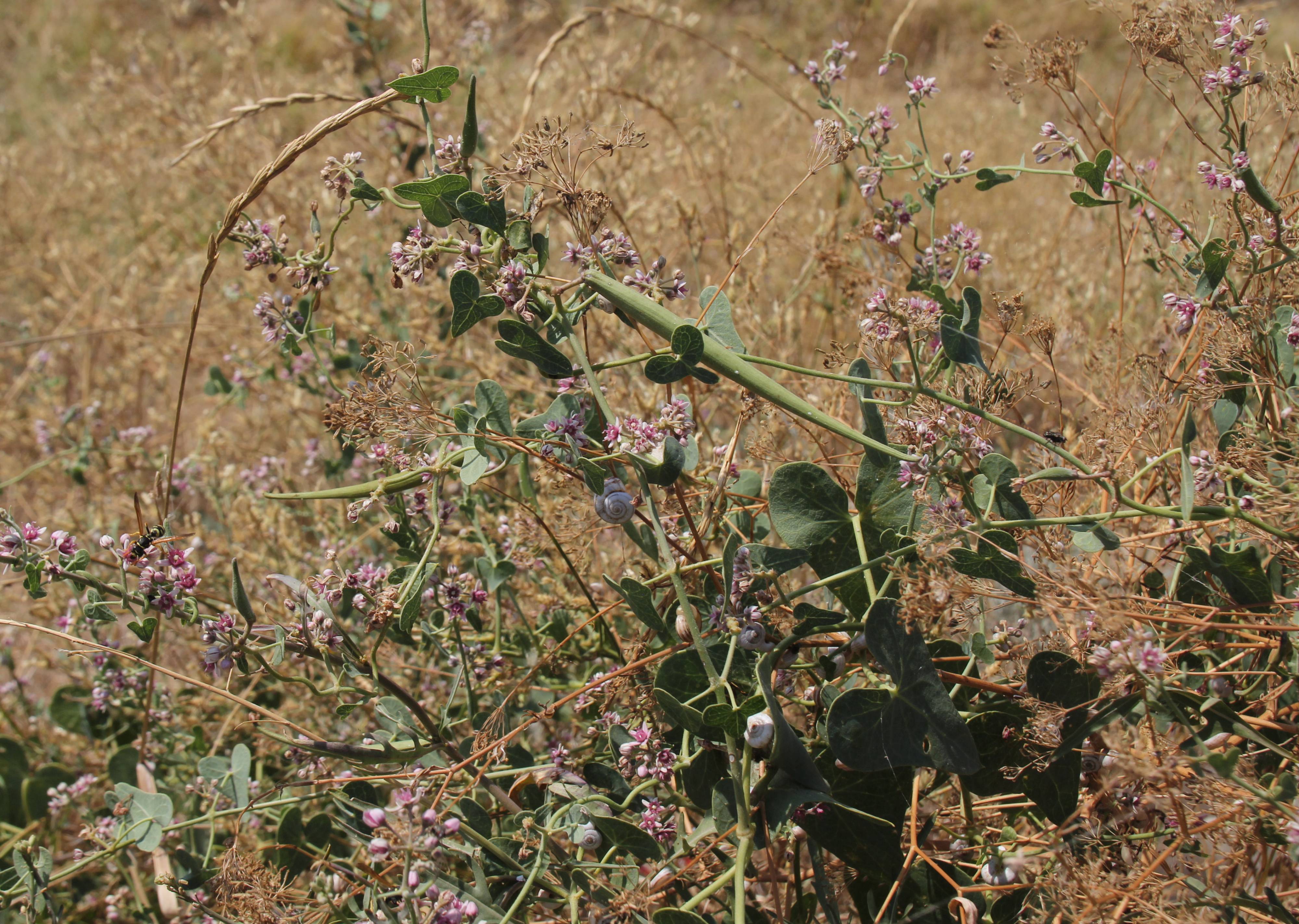 Cynanchum acutum - Ластовень острый
