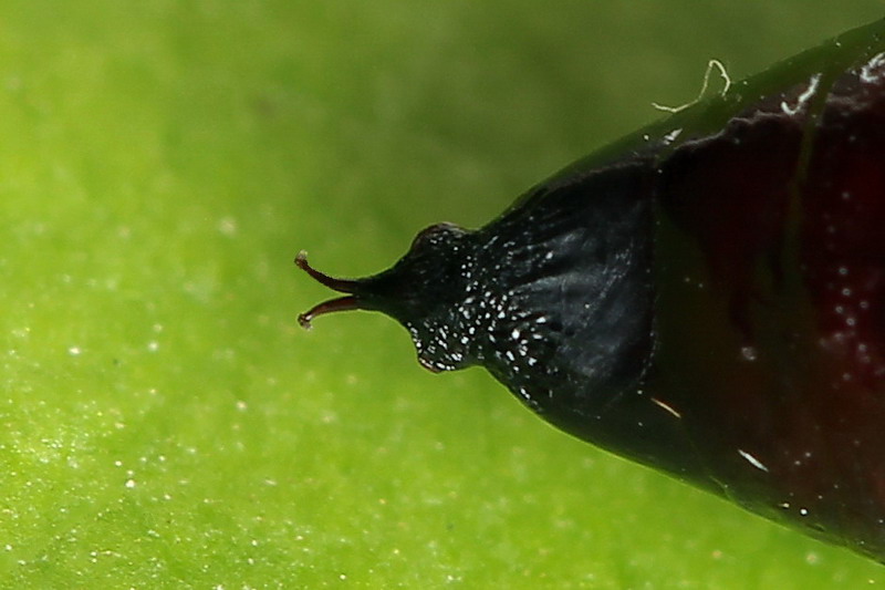 Lacanobia contigua - Совка садовая буро-серая (сизая)