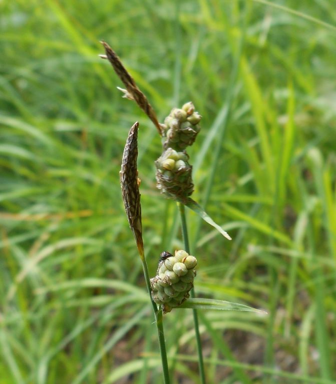 Carex filiformis - Осока войлочная